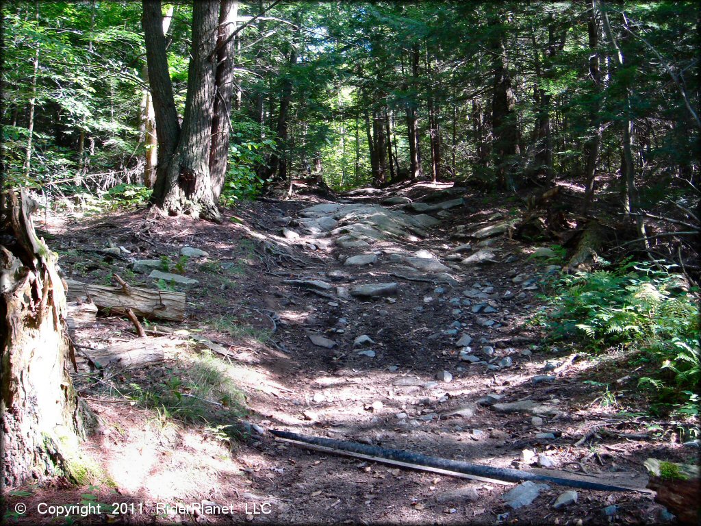 A trail at Beartown State Forest Trail