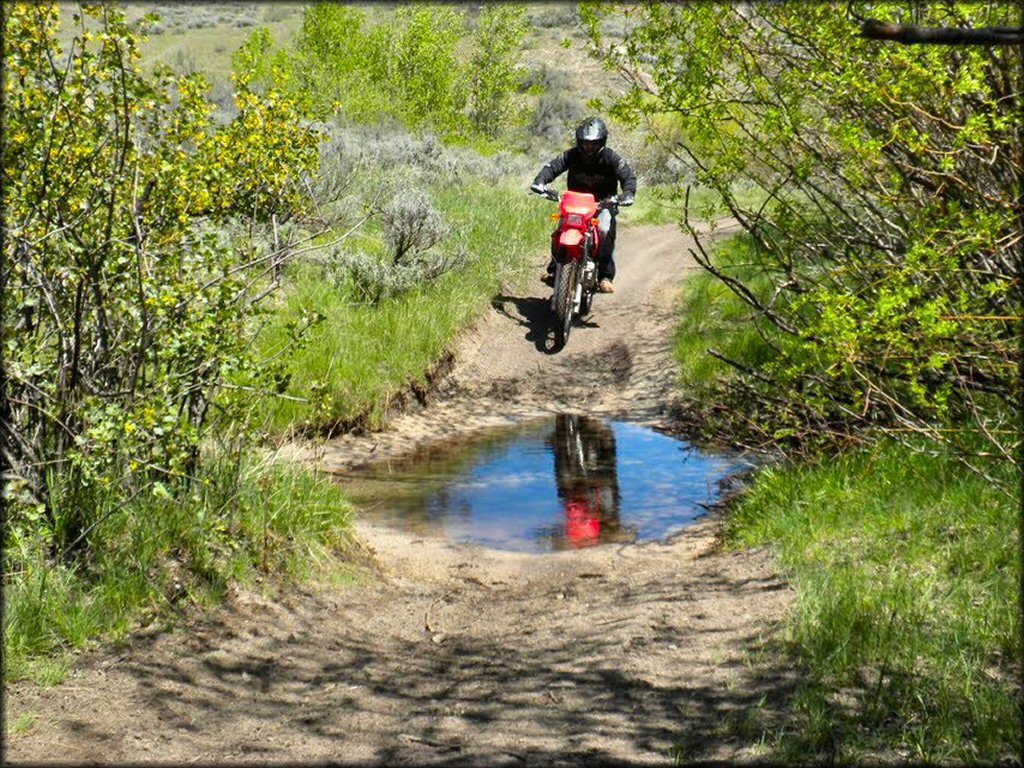 Young man on Honda CRF230F riding on ATV trail surrounded by trees and green grass.
