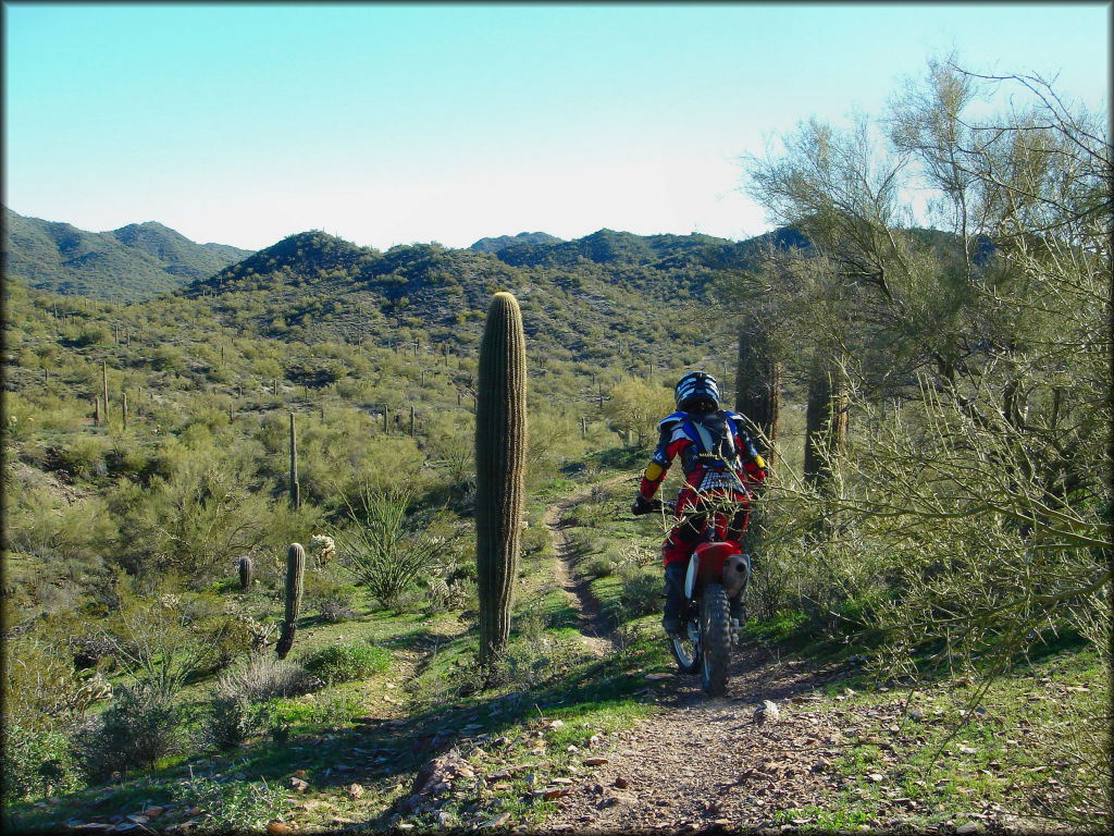 Rider on Honda dirt bike riding down narrow single track surrounded by various cactuses.