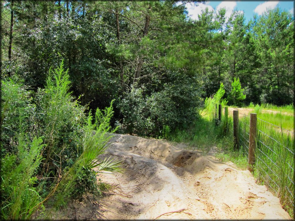 Close up photo of sandy ATV trail winding through a forest.