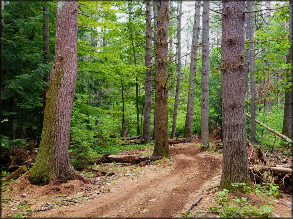 Scenic view of ATV trail in the woods.