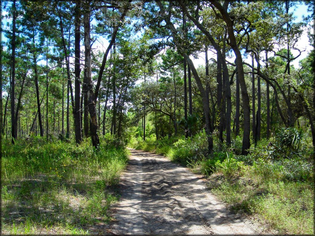 Wandering Wiregrass OHV Trail