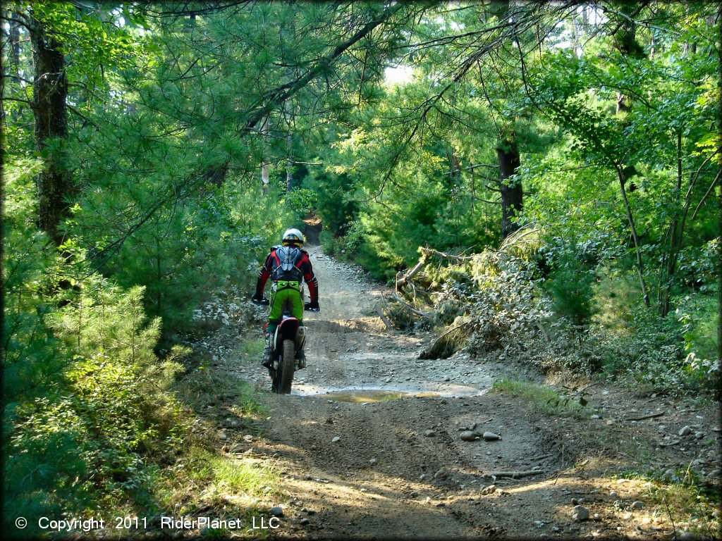 Freetown-Fall River State Forest Trail