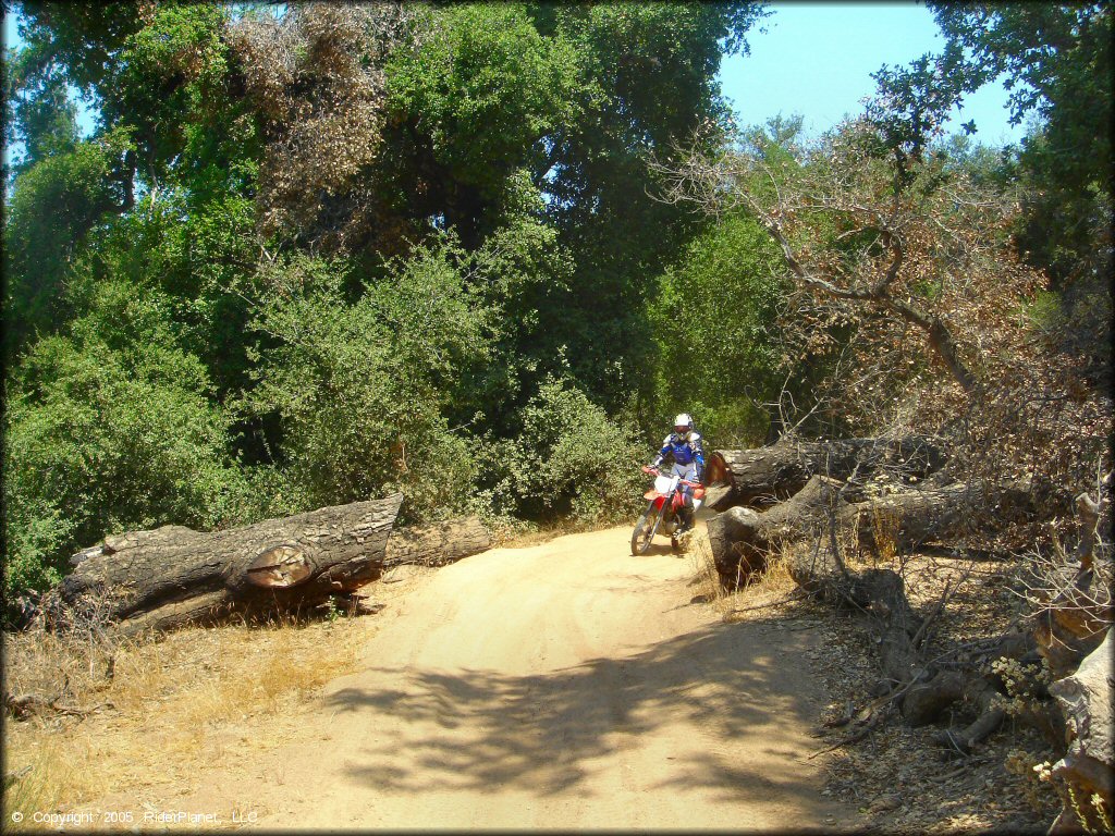 Woman on Honda CRF150F riding through smooth ATV trail.