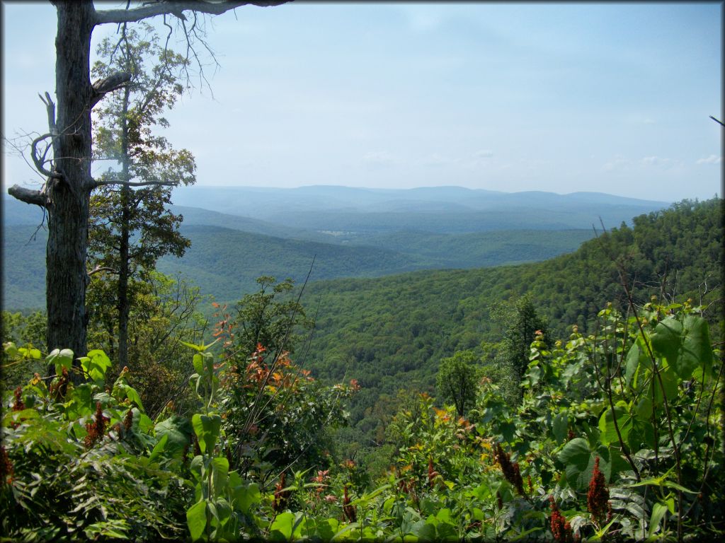 A scenic view of the Ozark Mountains and trees.