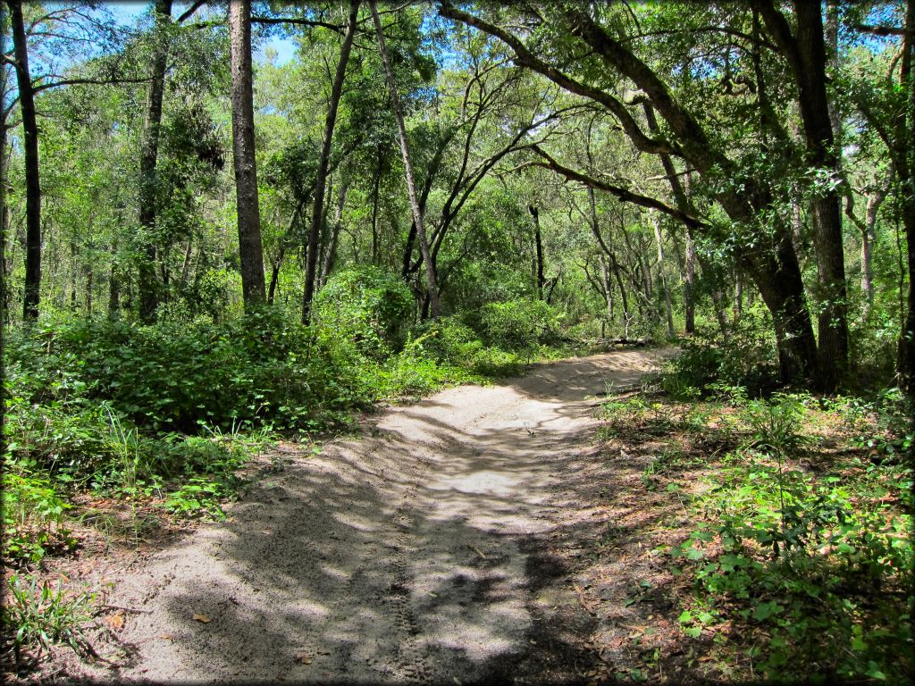 Wandering Wiregrass OHV Trail