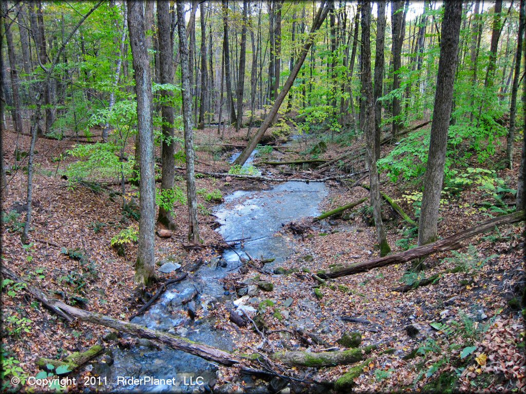 Scenery at Pittsfield State Forest Trail