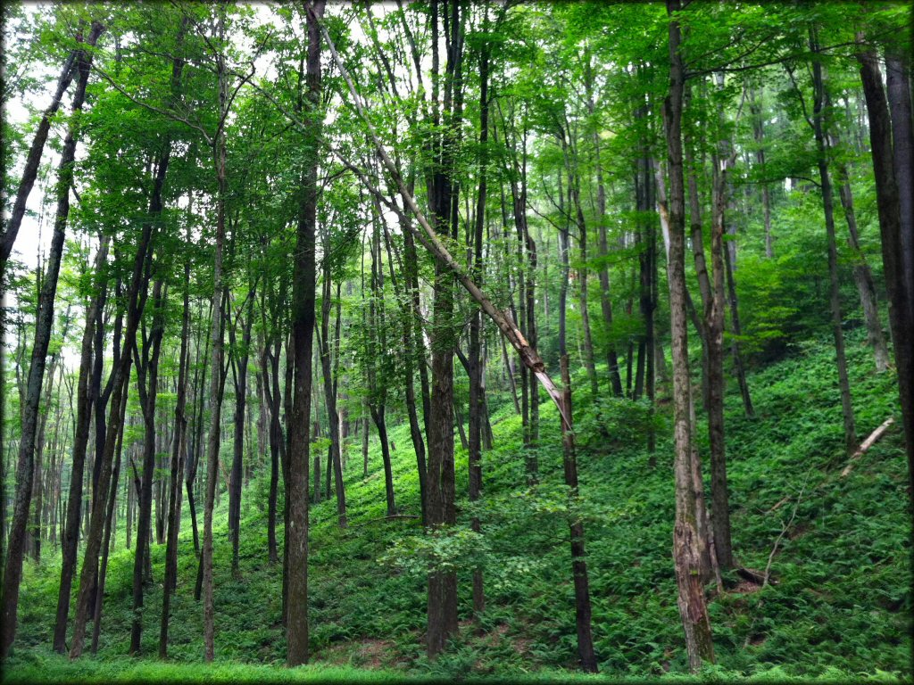 Scenery at Potter County ATV Trail