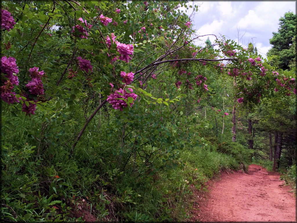 Cuchara Recreation Area Trail