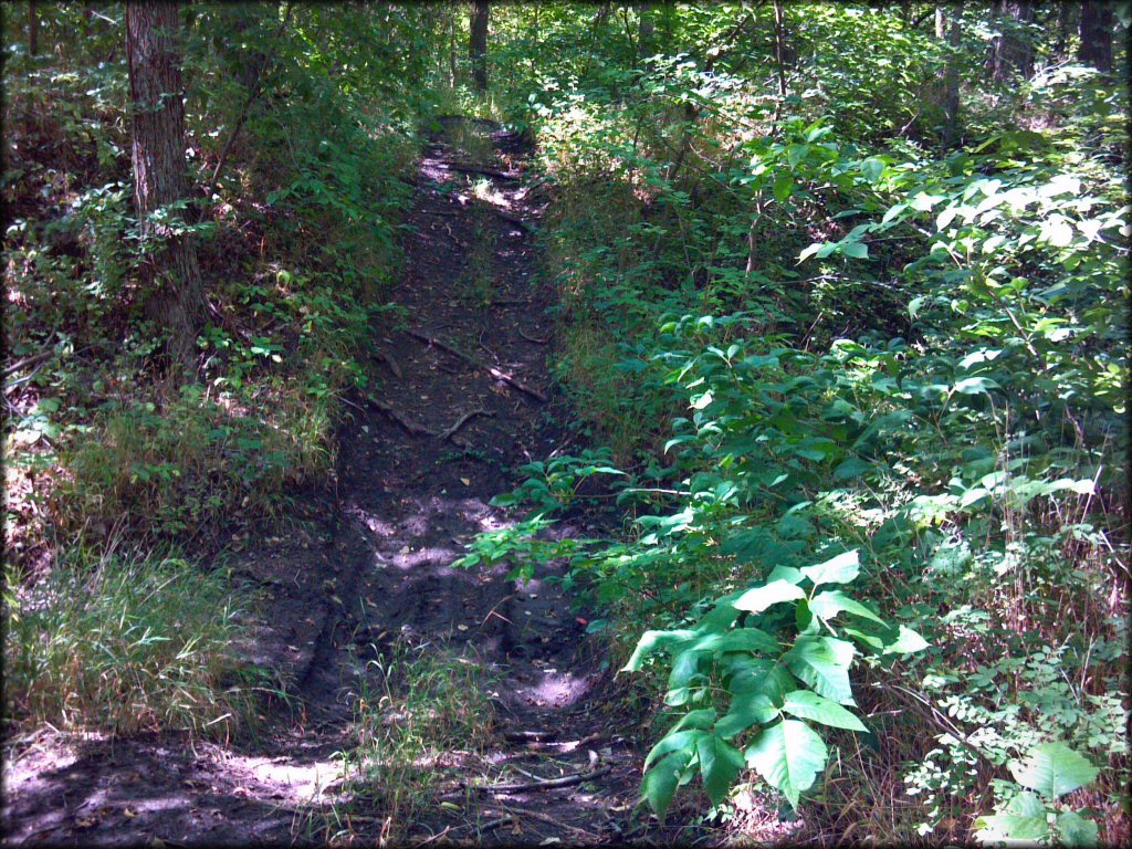 Example of terrain at Council Grove Lake ORV Area Trail