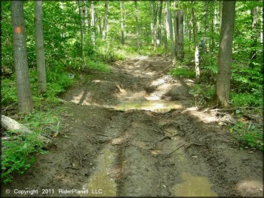 Example of terrain at Tall Pines ATV Park Trail