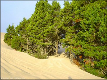 Scenery at Oregon Dunes NRA - Florence Dune Area