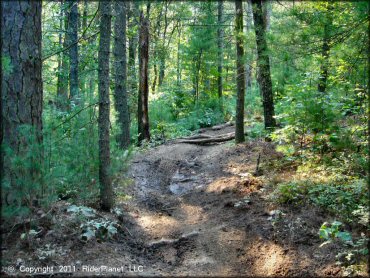A trail at Freetown-Fall River State Forest Trail