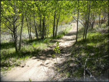 A scenic photo of hard packed ATV trail surrounded by aspen trees and green grass.