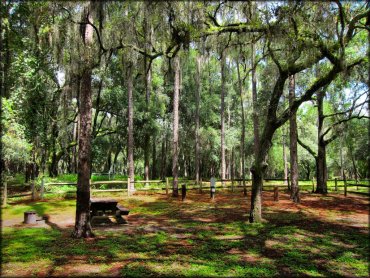 Campsite with electric hookups, picnic table and fire ring under mature oak trees with Spanish moss.