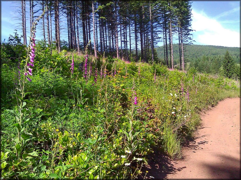 A close up photo of Foxglove flowers, bushes and grass lining the edge of an ATV trail.