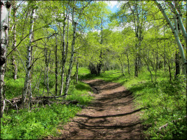 Scenic view of narrow ATV trail winding through an aspen tree forest.