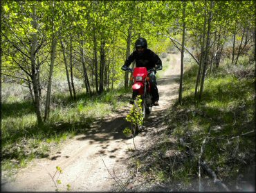 Young man on Honda CRF230F with Acerbis hand guards navigating a narrow ATV trail through the woods.