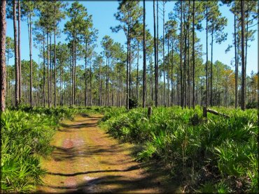 Florida Cracker Ranch Trail