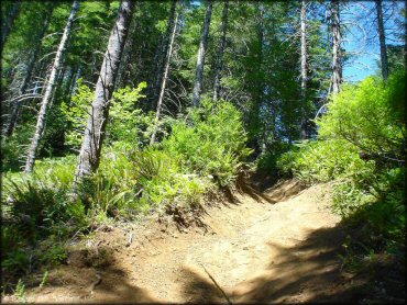 Diamond Mill OHV Area Trail