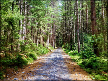 Haneyville ATV Trails