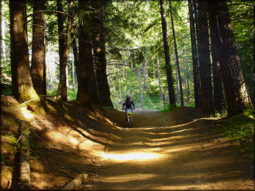 A motorcycle rider on yellow Suzuki RM 100 going down a wide jeep trail through the dark forest.