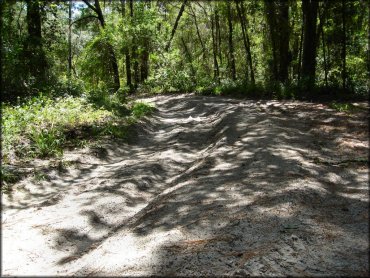 Wandering Wiregrass OHV Trail