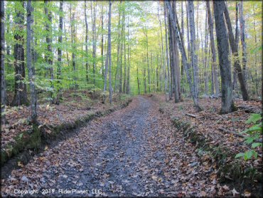Example of terrain at Pittsfield State Forest Trail