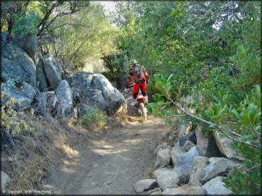 Man on Honda CRF250X riding through a narrow brush tunnel.