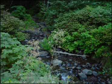 Scenery at Trask OHV Area Trail