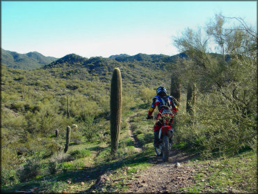 Rider on Honda dirt bike riding down narrow single track surrounded by various cactuses.