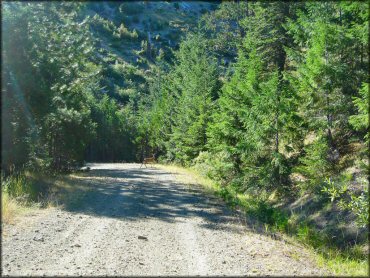 A trail at Pilot Creek OHV Trails