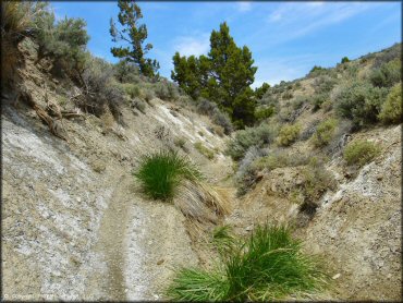 Some terrain at Blue Mountain Trail
