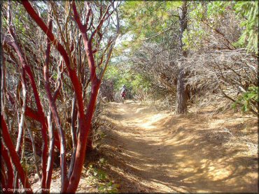Girl on a Honda CRF Dirt Bike at Georgetown Trail