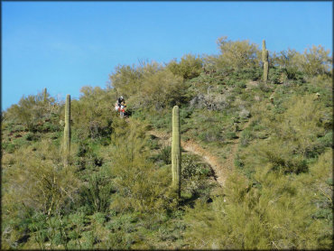 Man on Honda dirt bike riding down section of steep and narrow single track surrounded by various cactuses.