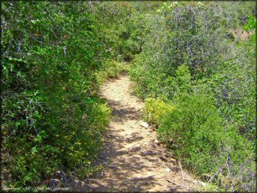 Example of terrain at Ortega Trail