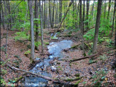 Scenic view of Pittsfield State Forest Trail