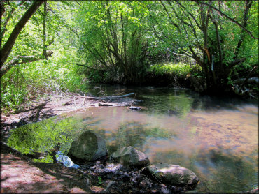 Shallow creek surrounded by aspen trees and thick vegetation.