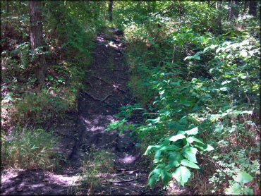 Example of terrain at Council Grove Lake ORV Area Trail