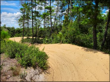 View of sandy ATV trail winding though palmetto bushes and pine trees.