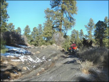Rider on Honda TRX 250EX navigating ATV trail with rocky section through pine trees.