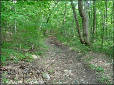 Pachaug State Forest Trail