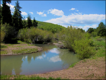 Scenic view of Shoshone Creek surrounded by various bushes and pine trees.