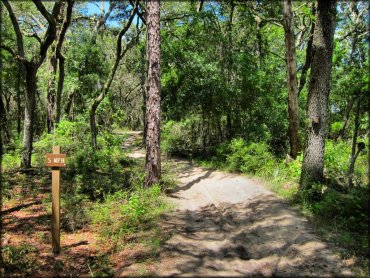 Wandering Wiregrass OHV Trail