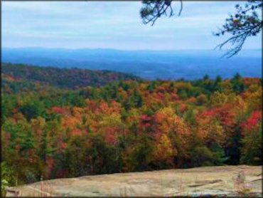 Tree leaves turning color during autumn months.