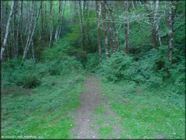 A trail at Trask OHV Area Trail