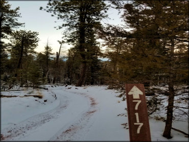 View of Forest Service brown carsonite trail marker.