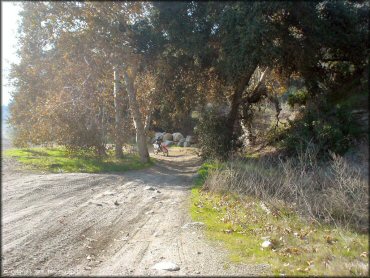 Girl on Honda CRF Motorcycle at San Gabriel Canyon OHV Area