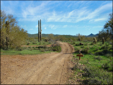 A scenic photo of ATV trail surrounded by cactuses and desert vegetation.