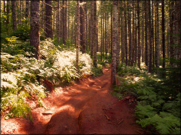 Dirt bike going through narrow section of woods trail.